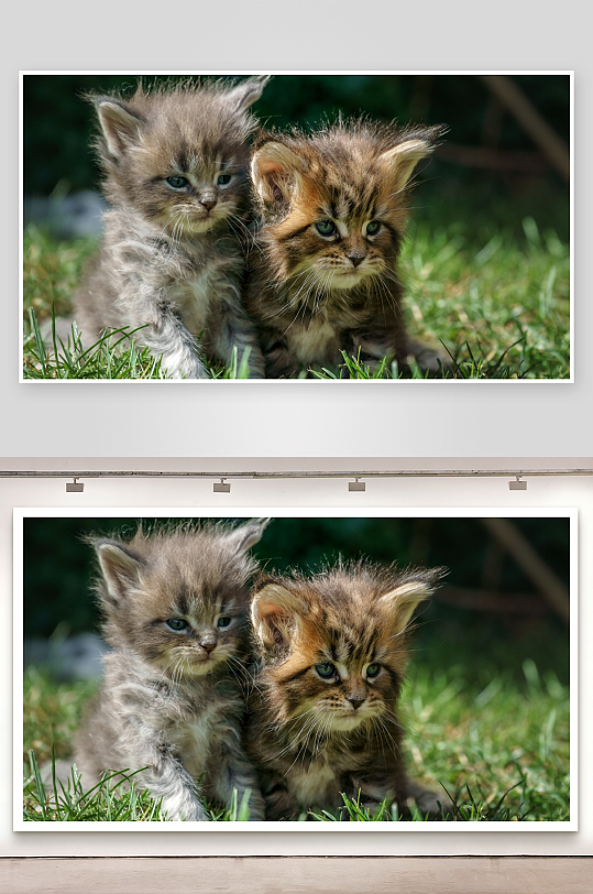 两只小猫草地依偎-众图网