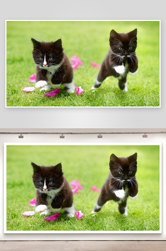 两只小猫草地嬉戏-众图网