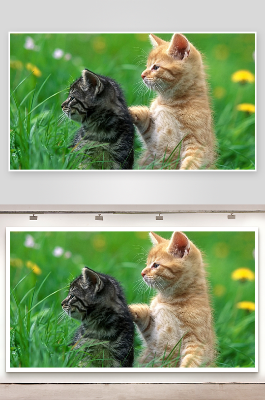 两只小猫草地对视-众图网