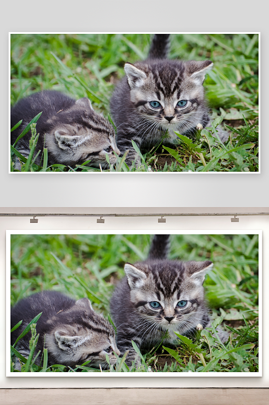 两只小猫草地玩耍-众图网