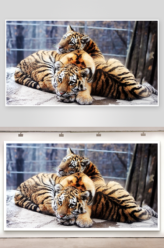 两只幼虎依偎休息-众图网