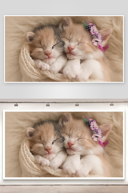 两只戴花小猫依偎熟睡-众图网