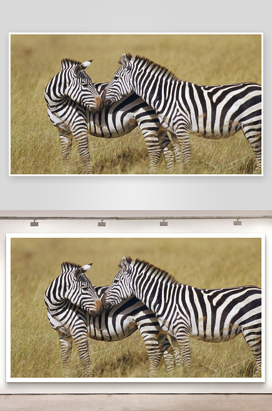 两只斑马亲密互动-众图网