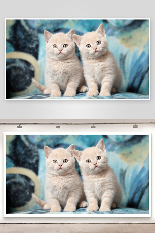 两只浅色小猫并排而坐-众图网