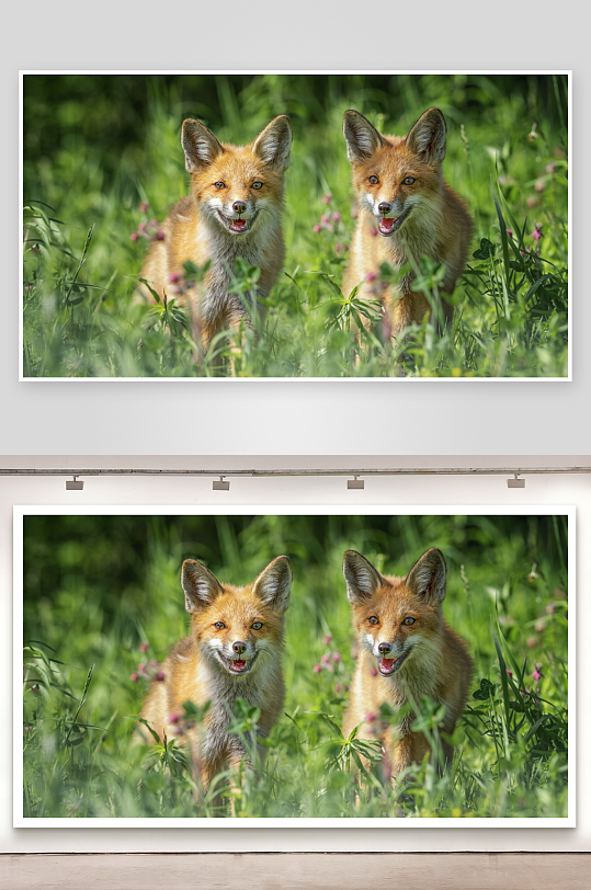 两只狐狸在草丛中微笑-众图网