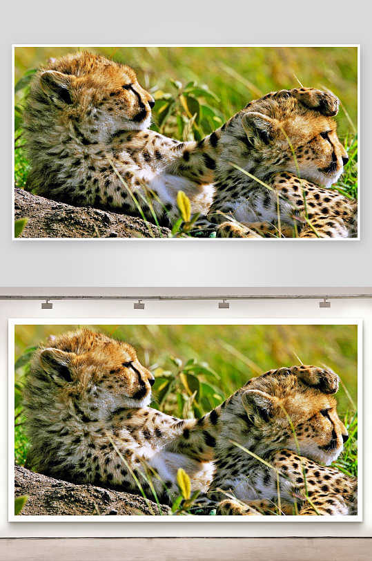 两只猎豹幼崽亲密依偎-众图网