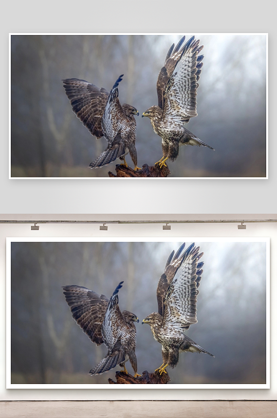 两只猛禽栖息对峙-众图网