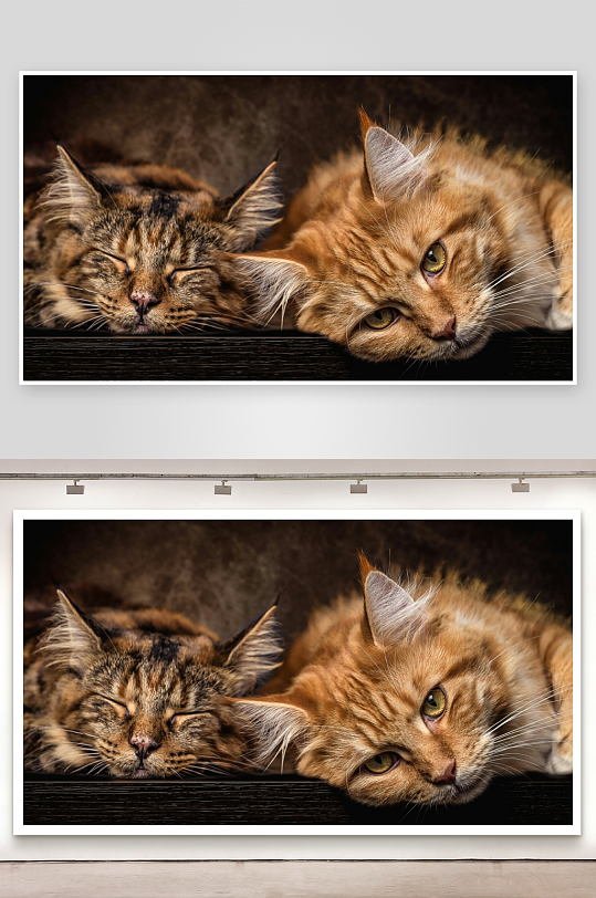 两只猫咪依偎休息-众图网