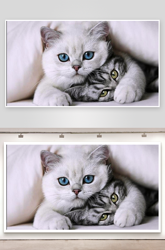 两只猫咪依偎特写-众图网