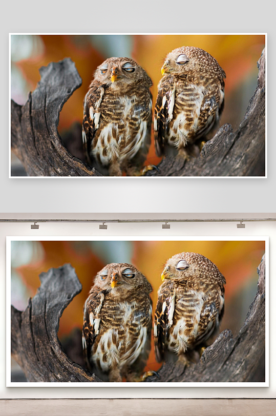 两只猫头鹰栖息于枯木之上-众图网