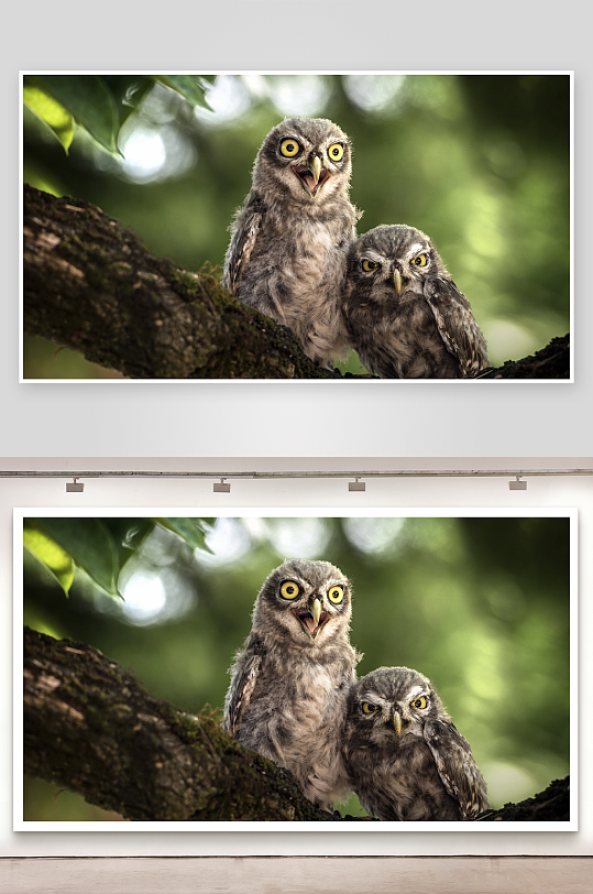 两只猫头鹰栖息树枝上-众图网