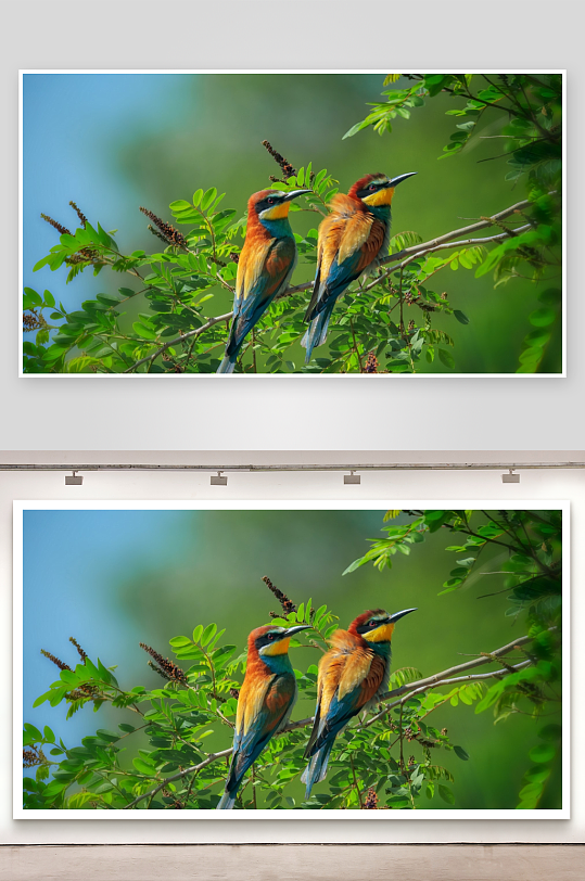 两只色彩斑斓小鸟栖息绿枝-众图网