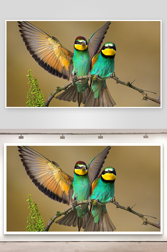 两只色彩斑斓的鸟栖息枝头-众图网