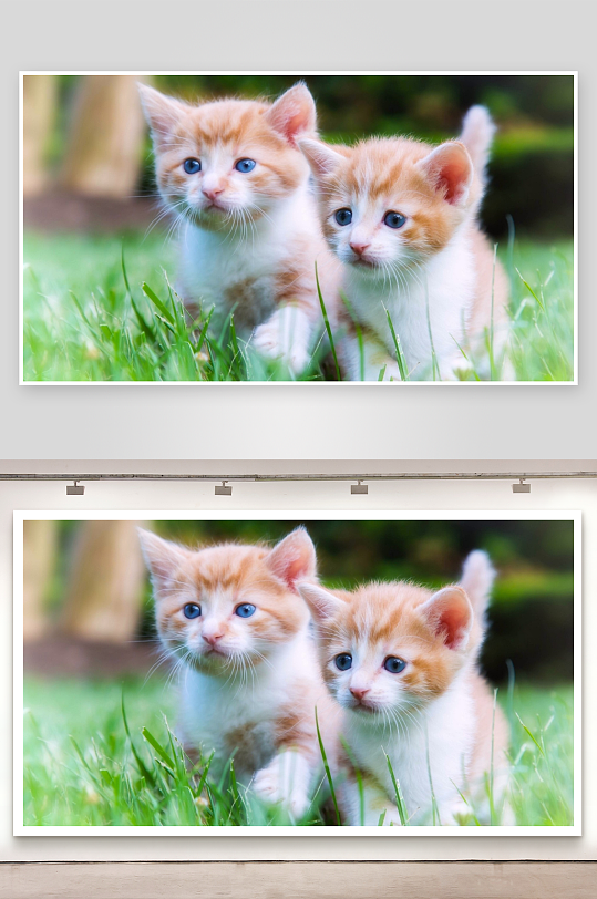 两只蓝眼橘白小猫草地玩耍-众图网