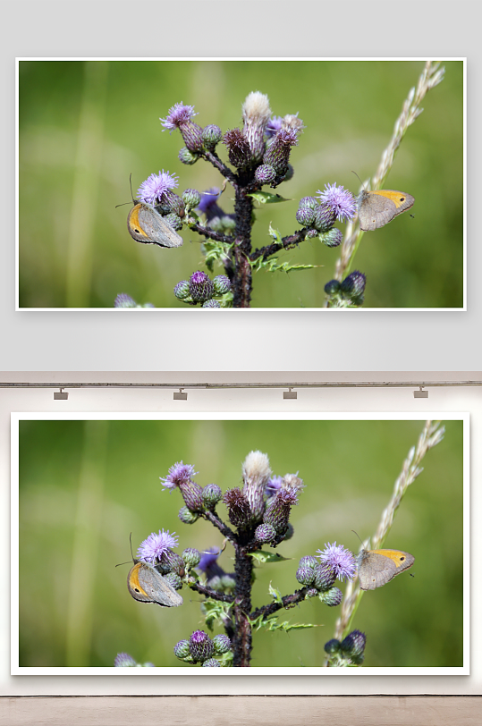 两只蝴蝶栖息紫色花朵-众图网