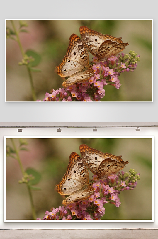 两只蝴蝶栖息花丛-众图网