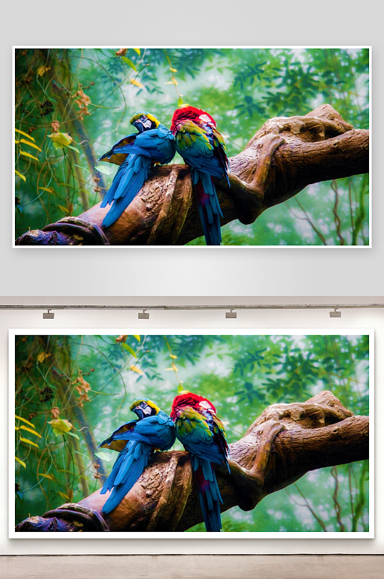 两只鹦鹉栖息树枝上-众图网