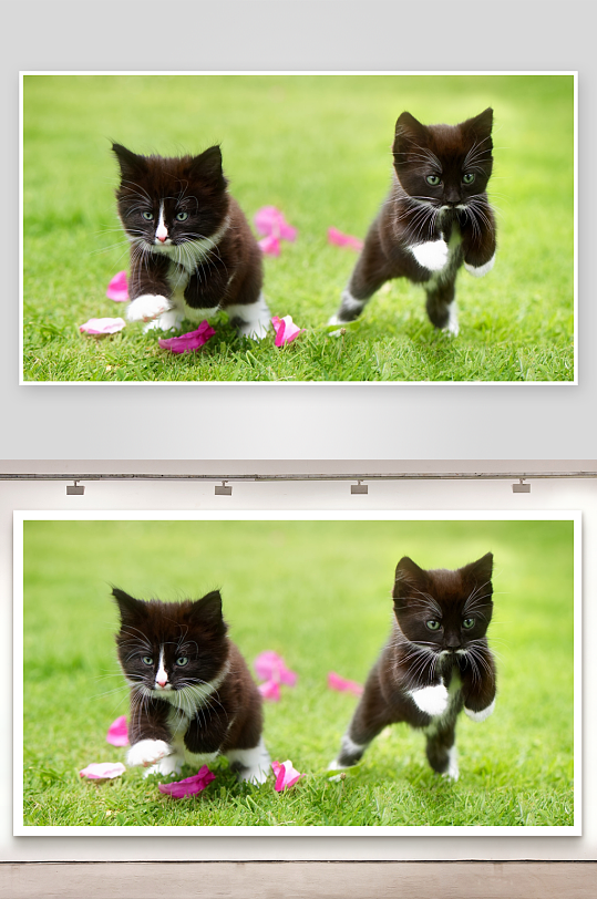 两只黑白小猫草地嬉戏-众图网