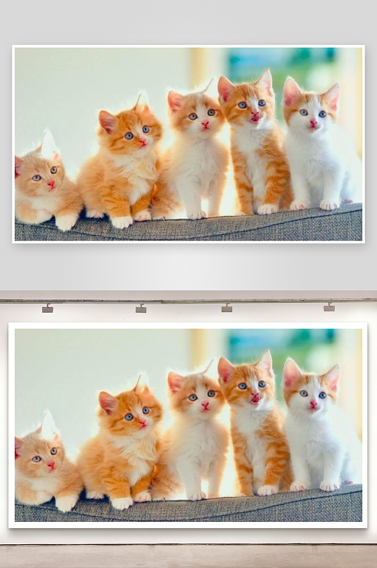 五只小猫并排坐照片摄影-众图网