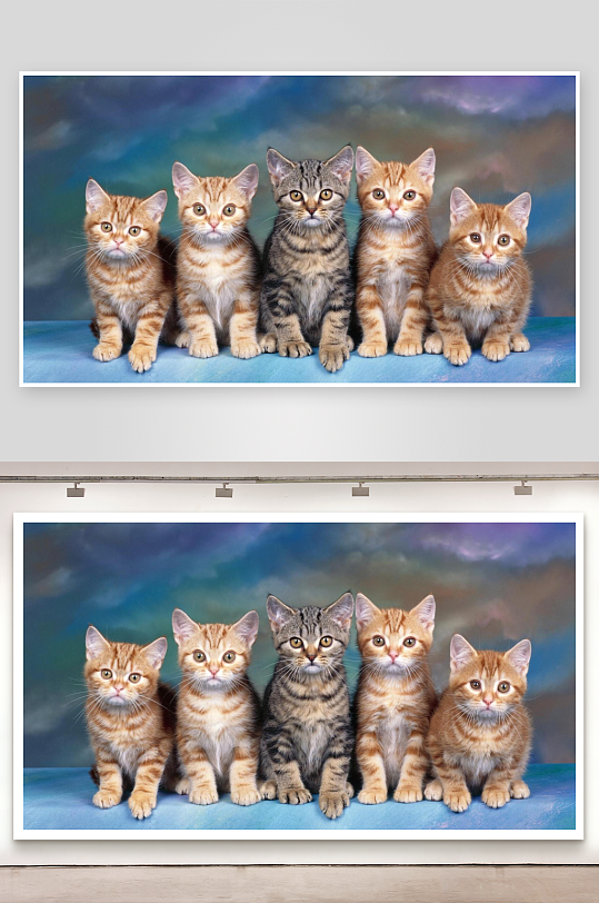 五只小猫并排坐姿萌态-众图网