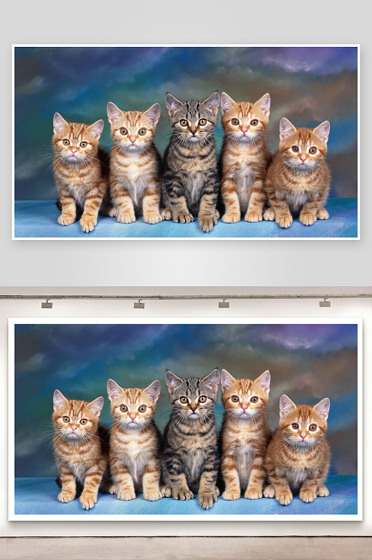 五只小猫排排坐萌态十足-众图网