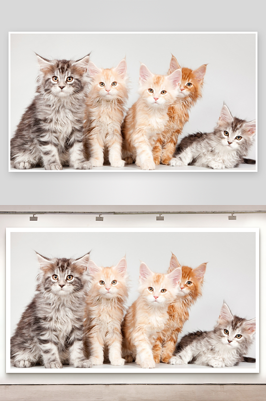 五只长毛猫咪萌态各异-众图网