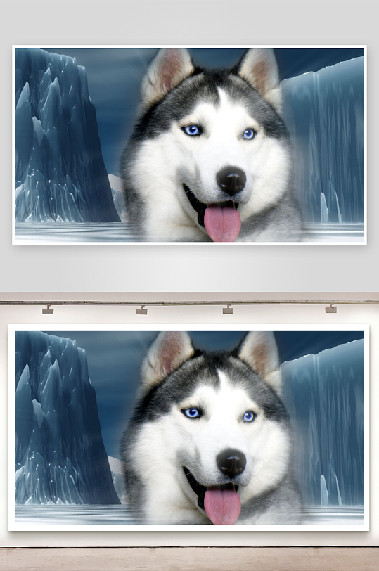 冰川背景下的哈士奇犬-众图网