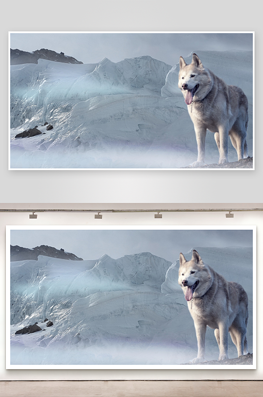 冰川雪地犬只伫立-众图网