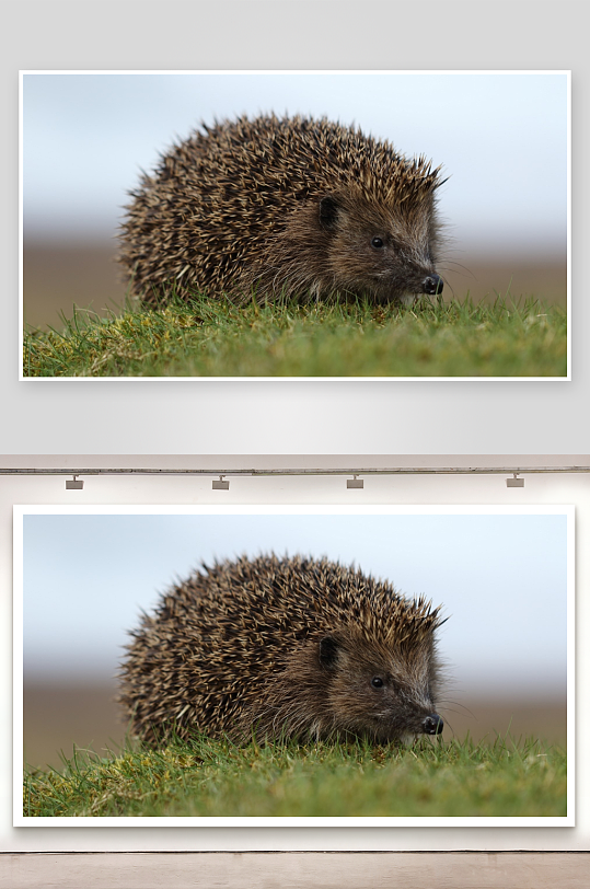 刺猬在草地上低头觅食-众图网