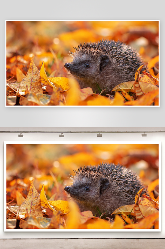 刺猬置身秋叶中照片摄影-众图网