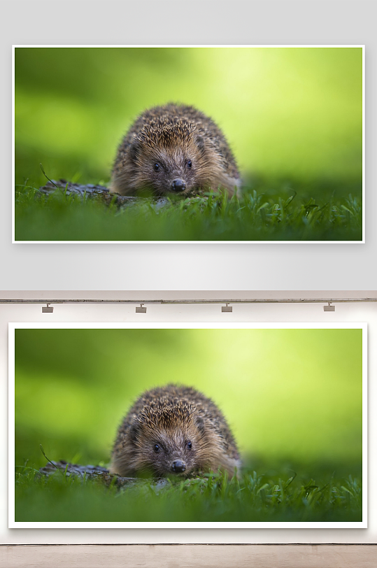 刺猬草地探头好奇张望-众图网