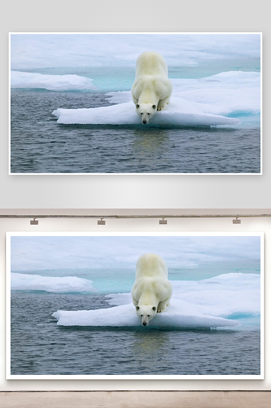 北极熊冰上饮水照片摄影-众图网
