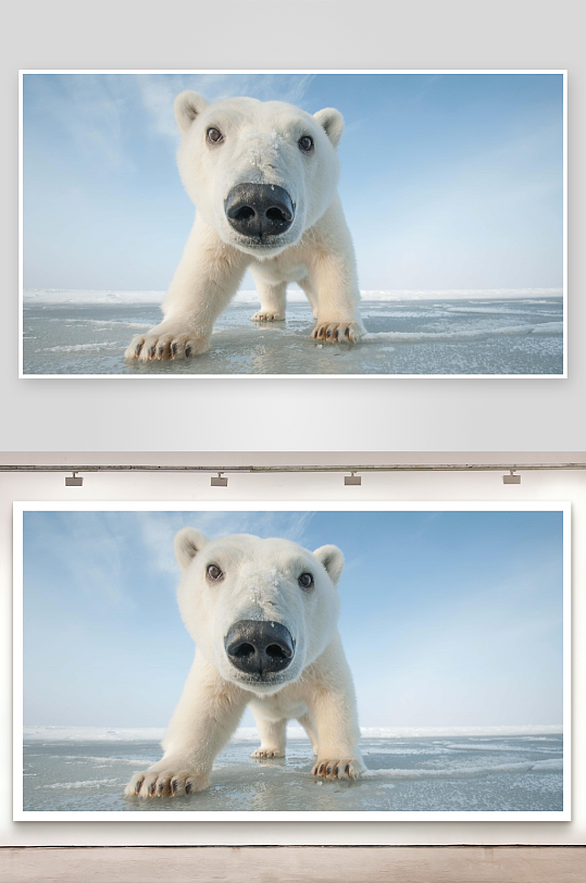 北极熊冰面凝视照片摄影-众图网