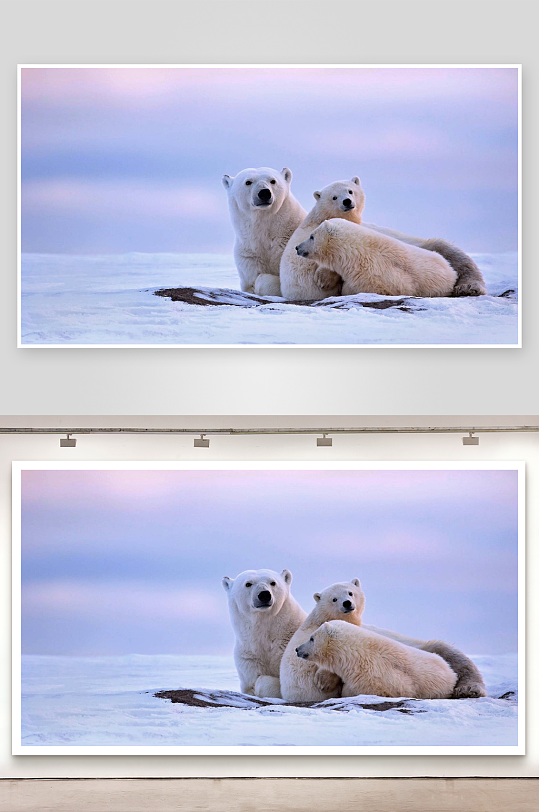 北极熊母子雪地休憩-众图网