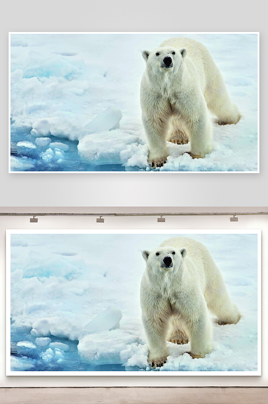 北极熊站立冰雪之上-众图网