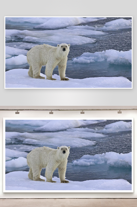 北极熊站立冰面望向远方-众图网