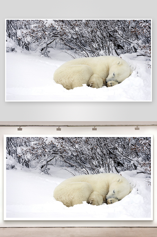北极熊雪地依偎休息-众图网