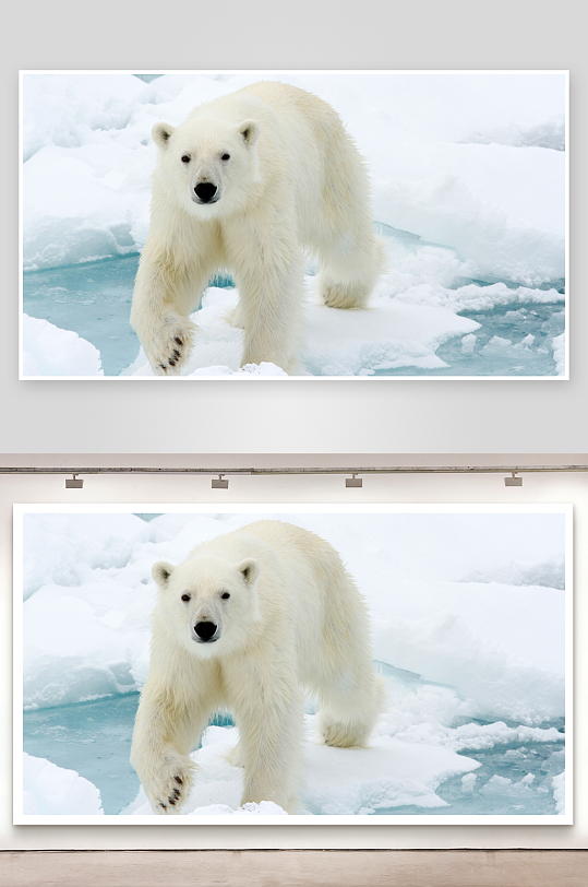 北极熊雪地行走照片摄影-众图网