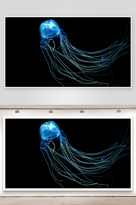 发光水母在黑暗中漂浮-众图网