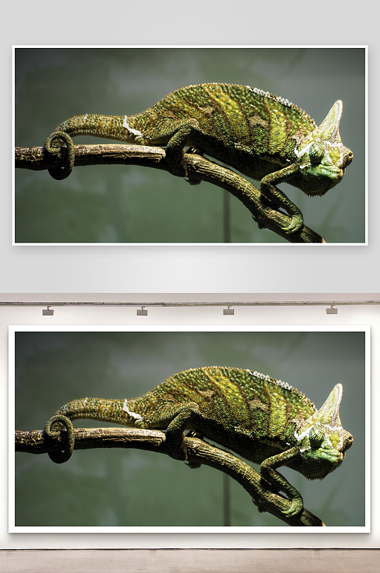 变色龙栖息树枝特写-众图网