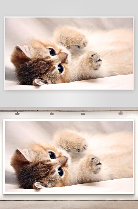 可爱小猫仰卧萌态十足-众图网