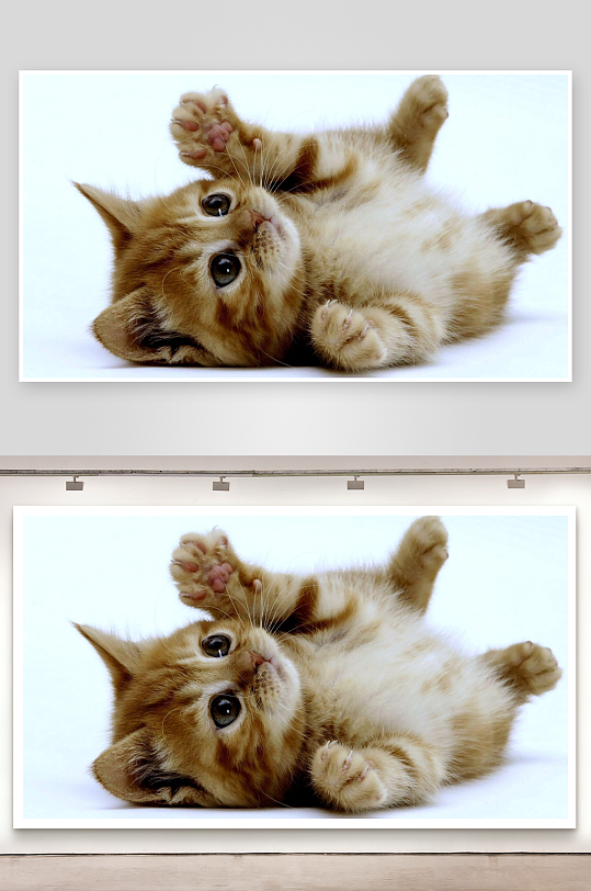 可爱橘猫仰卧萌态十足-众图网