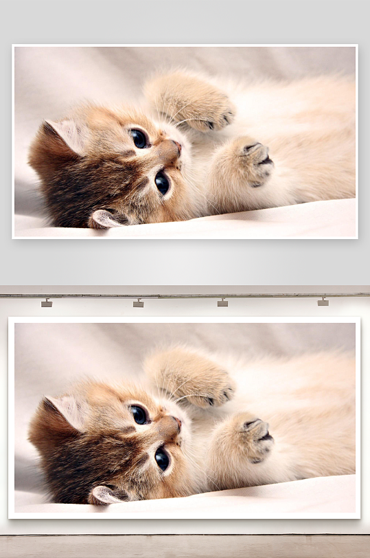 可爱猫咪仰卧萌态十足-众图网