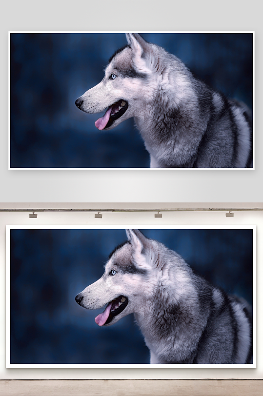 哈士奇侧脸特写照片摄影-众图网