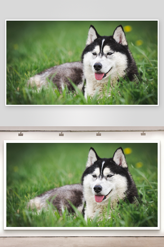 哈士奇犬草地休息-众图网