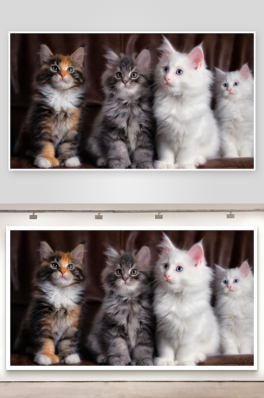 四只毛茸茸小猫并排而坐-众图网