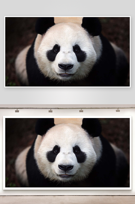 国宝大熊猫特写镜头-众图网