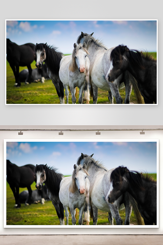 多匹马在绿草地上的自然景象-众图网