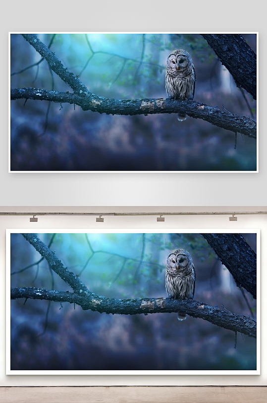 夜幕森林中的猫头鹰栖息-众图网