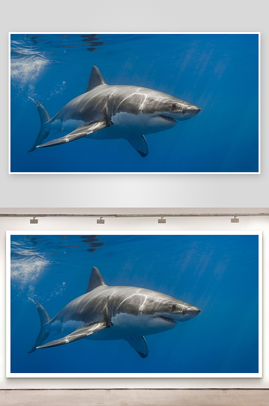 大白鲨游弋深蓝海洋-众图网